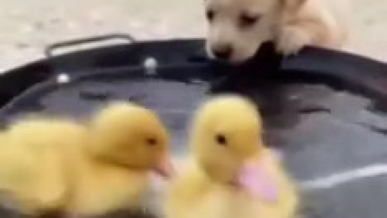 Tiny Paws & Feathered Friends: An Adorable Comedy!
