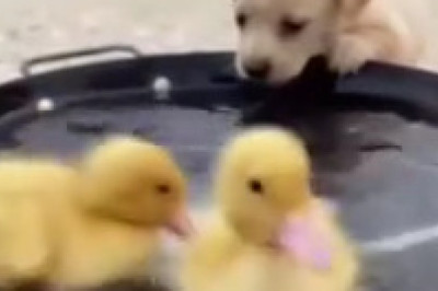 Tiny Paws &amp; Feathered Friends: An Adorable Comedy!
