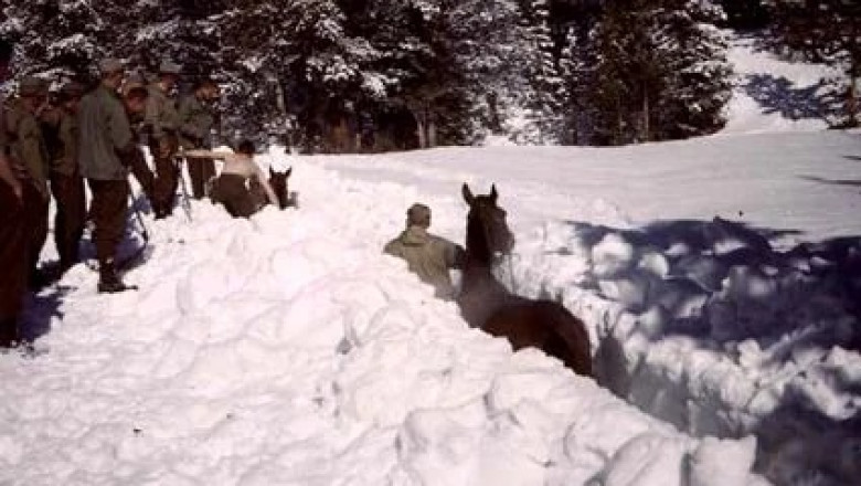 The Outrageous Neglect of Mules' Vital Role at Camp Hale