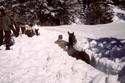 The Outrageous Neglect of Mules' Vital Role at Camp Hale