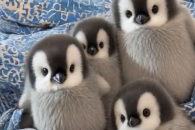 Adorable AI Penguins: The Cutest Tech Innovation You'll Ever See!