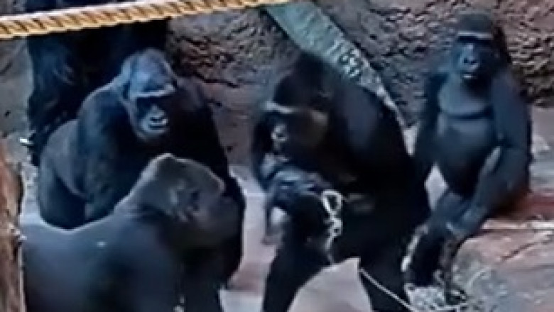 Adorable Gorilla Family Bonds at the Zoo: Heartwarming Moments Caught on Camera