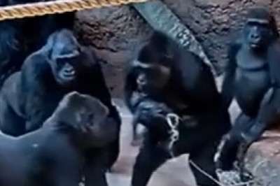 Adorable Gorilla Family Bonds at the Zoo: Heartwarming Moments Caught on Camera