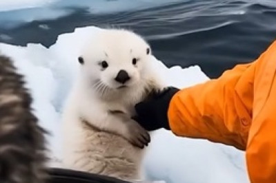 Adorable Sea Dog and Captain's Seafaring Adventures: A Heartwarming Duo!