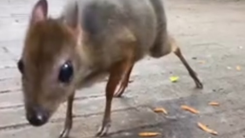 Adorable Wildlife Moment: Lesser Mouse-Deer Dines with Partridges!