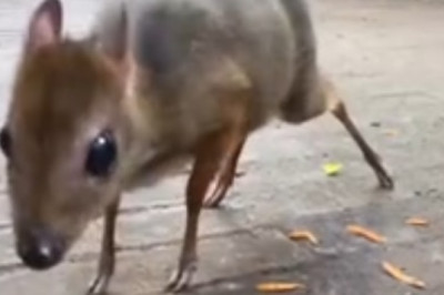 Adorable Wildlife Moment: Lesser Mouse-Deer Dines with Partridges!