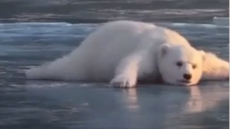 AI Bear and Squirrel Brave the Ice Storm: A Remarkable Survival Tale!
