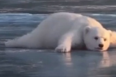 AI Bear and Squirrel Brave the Ice Storm: A Remarkable Survival Tale!