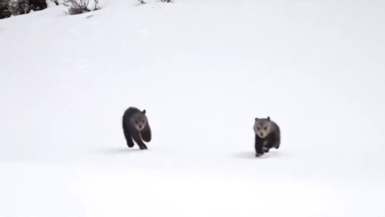 AI Bears in Snowy Wonderland: A Mesmerizing Technological Showcase!