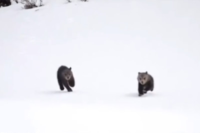 AI Bears in Snowy Wonderland: A Mesmerizing Technological Showcase!