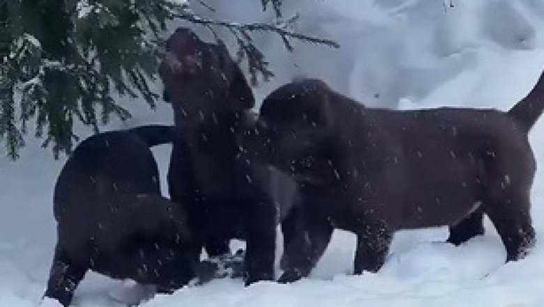 AI Dogs Take Over the Snowy Wonderland: A Technological Marvel!