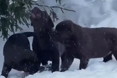 AI Dogs Take Over the Snowy Wonderland: A Technological Marvel!