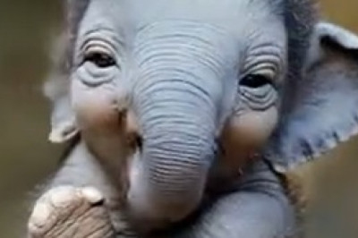AI Elephant's Jaw-Dropping Abilities: A Technological Marvel!