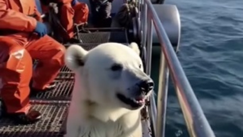 "Majestic Bear Navigates Ice Ocean: A Breathtaking Wildlife Moment!