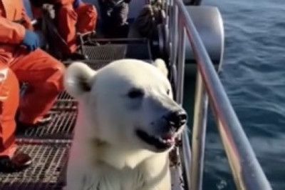 "Majestic Bear Navigates Ice Ocean: A Breathtaking Wildlife Moment!