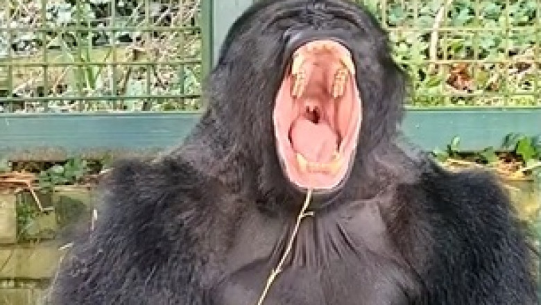 Sleepy Gorilla's Adorable Naptime at the Zoo: A Must-See Moment
