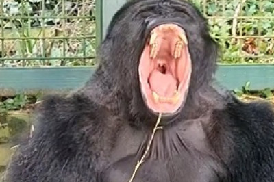 Sleepy Gorilla's Adorable Naptime at the Zoo: A Must-See Moment