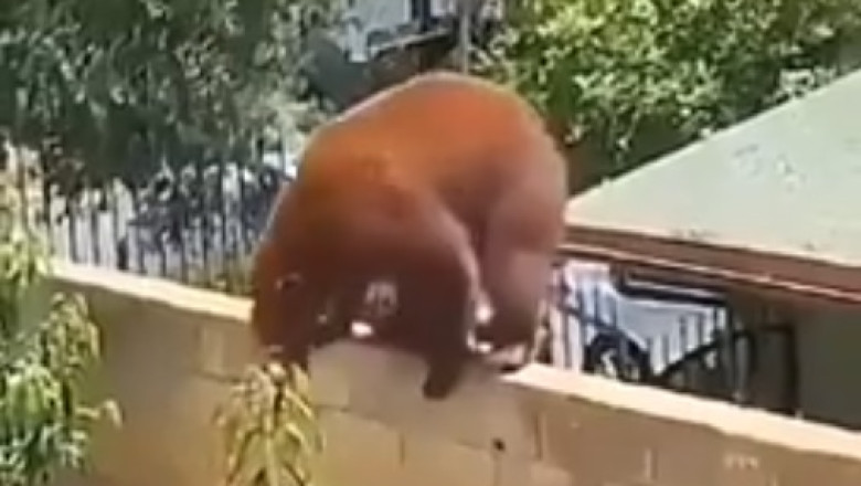 Terrifying Bear Attack Caught on Camera: Dog Defends Home!