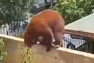 Terrifying Bear Attack Caught on Camera: Dog Defends Home!