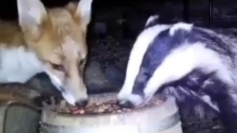 Unlikely Friends: European Badger and Fox Share a Meal!