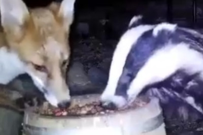 Unlikely Friends: European Badger and Fox Share a Meal!