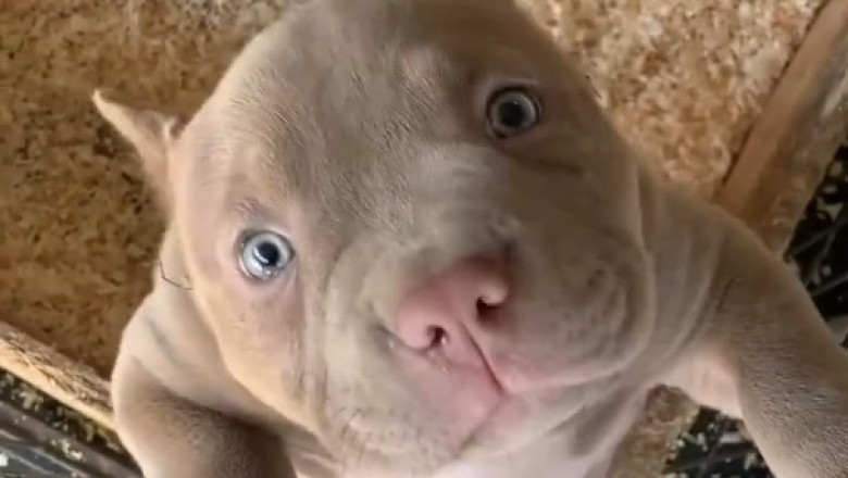 Charming Small Pitbull Puppy: Heart-Melting Moments You Can't Miss!