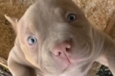 Charming Small Pitbull Puppy: Heart-Melting Moments You Can't Miss!
