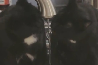 Double Trouble: Two Cats Share an Unlikely Bond Over a Tap!