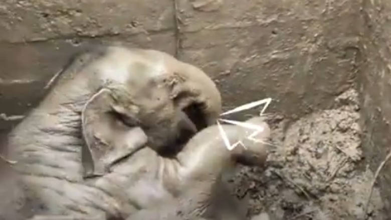 Dramatic Elephant Rescue: Heartwarming CPR Saves Mother and Calf in Thailand