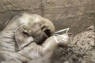 Dramatic Elephant Rescue: Heartwarming CPR Saves Mother and Calf in Thailand