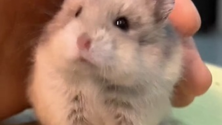 Hamster Cuteness Overload: Adorable Moments You Can't Miss!