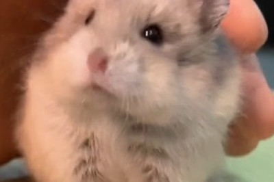 Hamster Cuteness Overload: Adorable Moments You Can't Miss!