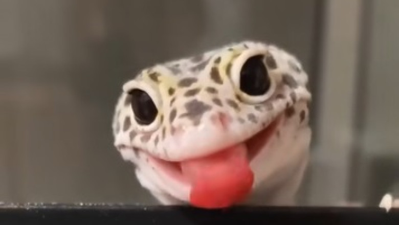 Reptilian Comedy Gold: These Hilarious Reptiles Will Make Your Day!
