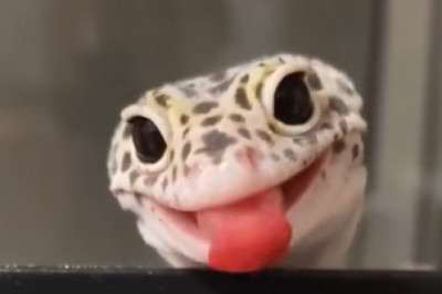 Reptilian Comedy Gold: These Hilarious Reptiles Will Make Your Day!