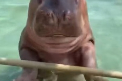 Watch This Playful Hippopotamus Glide Through the Water – Amazing Footage!