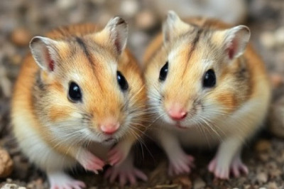 Can Gerbils Eat Tomatoes? A Comprehensive Guide for Pet Owners
