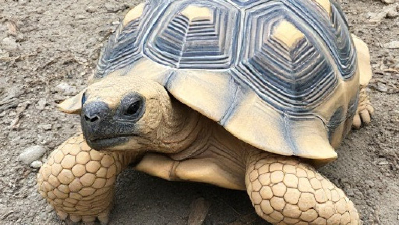 Sulcata Tortoise Winter Care Guide: Keeping Your Tortoise Warm and Comfortable