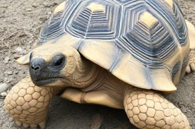 Sulcata Tortoise Winter Care Guide: Keeping Your Tortoise Warm and Comfortable