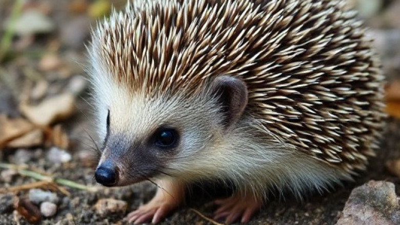Understanding Hedgehog Communication: Body Language and Facial Expressions at Millermeade Farm's Critter Connection