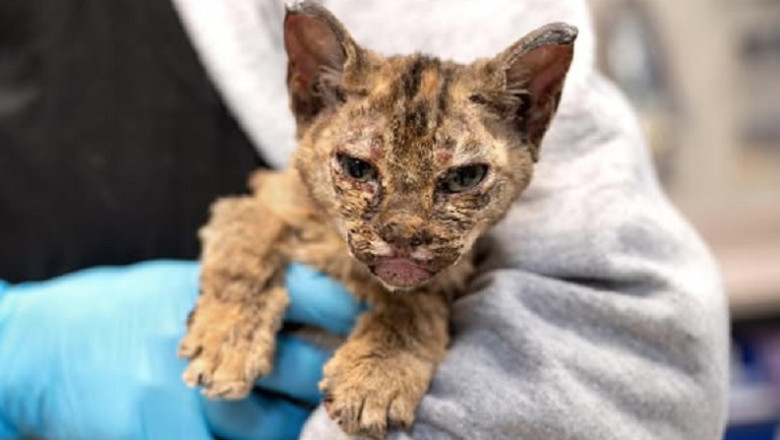 Pasadena Humane's Heroic Efforts for Animals Affected by LA Wildfires