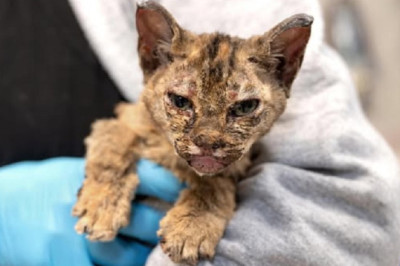 Pasadena Humane's Heroic Efforts for Animals Affected by LA Wildfires
