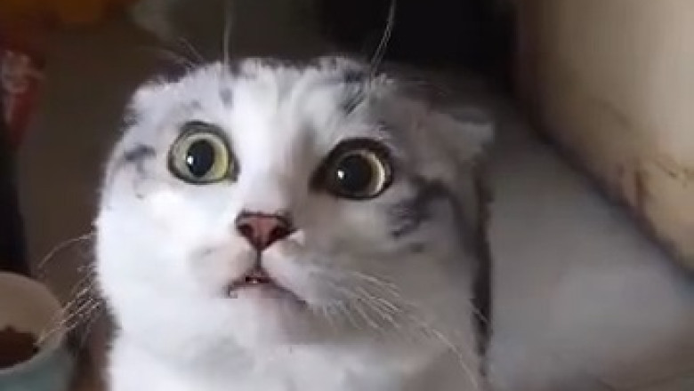 Pet Laughter Extravaganza: Funniest Moments Ever!