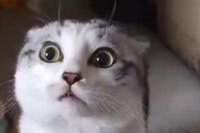 Pet Laughter Extravaganza: Funniest Moments Ever!