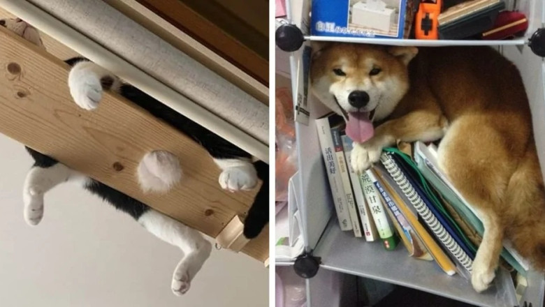 Fifteen Pets Who Found the Perfect Places to Relax 2024