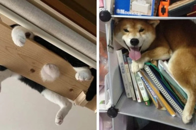 Fifteen Pets Who Found the Perfect Places to Relax 2024