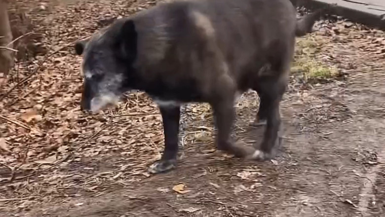 Determined Dog Blocks Cyclist: Hilarious Showdown on Wheels!