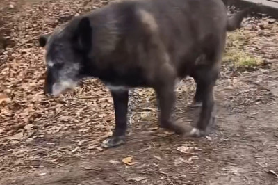 Determined Dog Blocks Cyclist: Hilarious Showdown on Wheels!