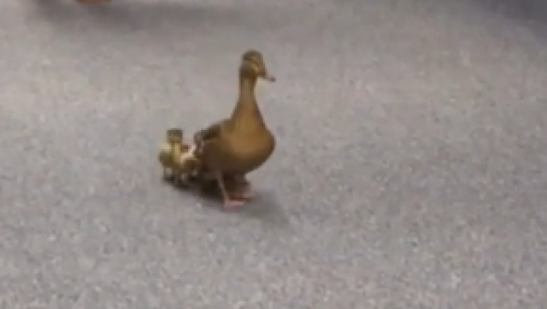 Quack-tastic Adventures: Duck and Her Chicks Steal the Show!
