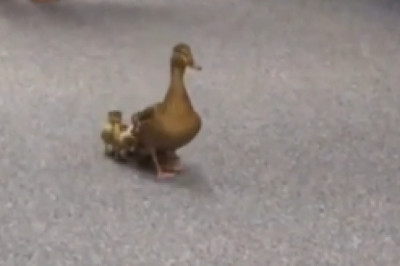 Quack-tastic Adventures: Duck and Her Chicks Steal the Show!