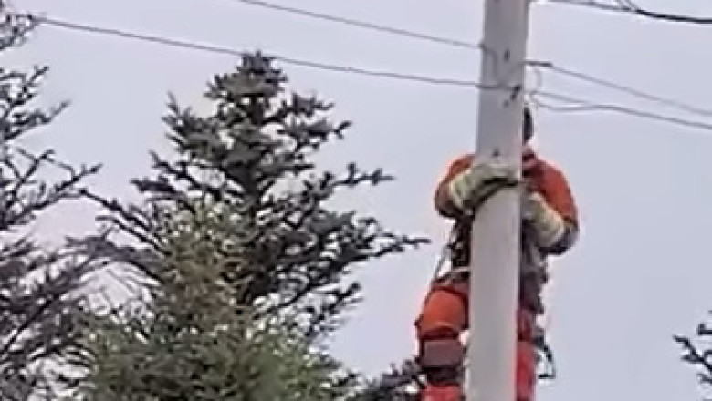 Heroic Rescue: Man Climbs Electricity Pole to Save Stranded Cat